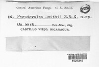 Image of Pseudovalsa smithii